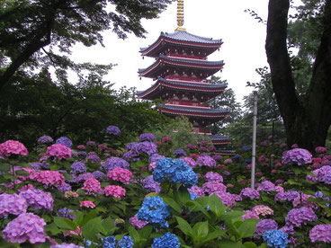 本土寺 松戸市観光協会